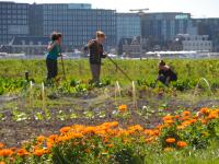 Voedseltuin IJplein